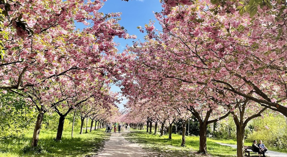 Cherry blossoms in Berlin: the most beautiful place